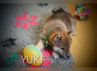 Wunderschöne Shiba-Inu-Welpen mit rotem Fell