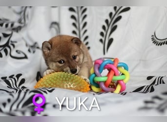 Wunderschöne Shiba-Inu-Welpen mit rotem Fell
