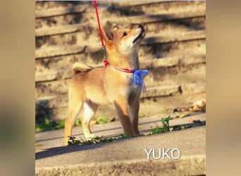 Wunderschöne Shiba-Inu-Welpen mit rotem Fell