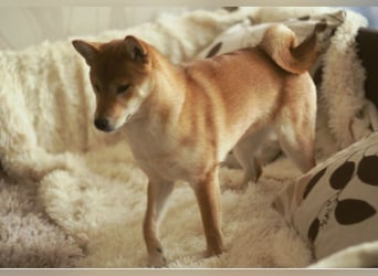 MEI Schöne rote Shiba inu Welpe   mit FCI dokumenten