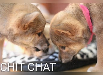 Wunderschöne Shiba-Inu-Welpen mit rotem Fell