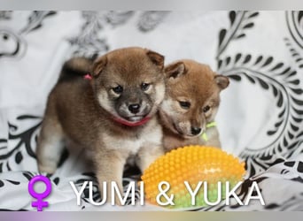 Wunderschöne Shiba-Inu-Welpen mit rotem Fell