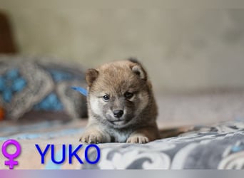 Wunderschöne Shiba-Inu-Welpen mit rotem Fell