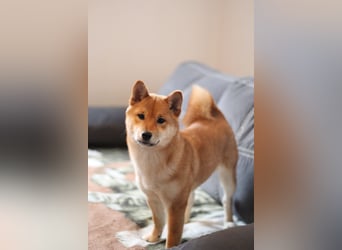 AMANE SHIBA INU WELPE mit FCI dokumenten
