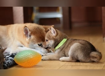 Wunderschöne Shiba-Inu-Welpen mit rotem Fell
