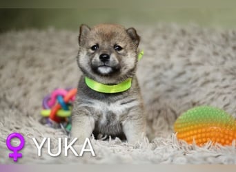 Wunderschöne Shiba-Inu-Welpen mit rotem Fell