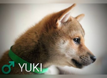 Wunderschöne Shiba-Inu-Welpen mit rotem Fell