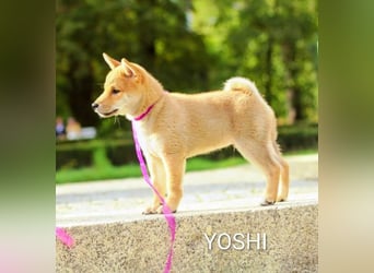 Wunderschöne Shiba-Inu-Welpen mit rotem Fell
