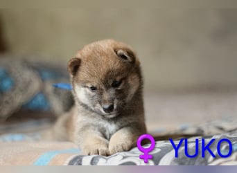 Wunderschöne Shiba-Inu-Welpen mit rotem Fell