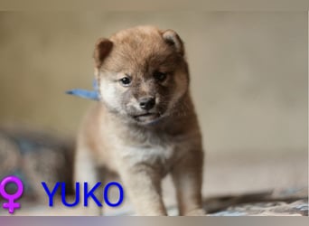 Wunderschöne Shiba-Inu-Welpen mit rotem Fell