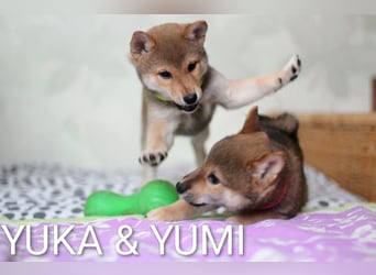 Wunderschöne Shiba-Inu-Welpen mit rotem Fell