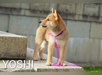 Wunderschöne Shiba-Inu-Welpen mit rotem Fell