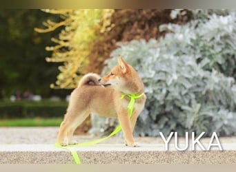 Wunderschöne Shiba-Inu-Welpen mit rotem Fell