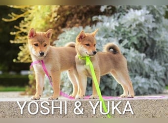 Wunderschöne Shiba-Inu-Welpen mit rotem Fell