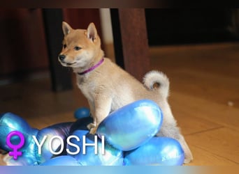 Wunderschöne Shiba-Inu-Welpen mit rotem Fell