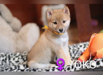 Wunderschöne Shiba-Inu-Welpen mit rotem Fell