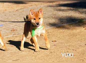 Wunderschöne Shiba-Inu-Welpen mit rotem Fell