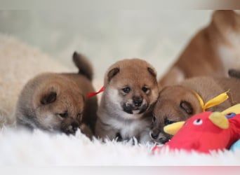 AYA, AMANE SHIBA INU WELPEN mit FCI dokumenten