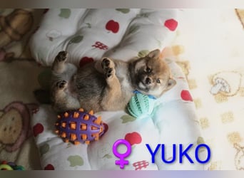 Wunderschöne Shiba-Inu-Welpen mit rotem Fell