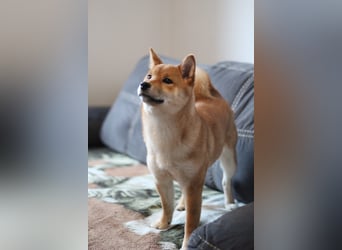AMANE SHIBA INU WELPE mit FCI dokumenten