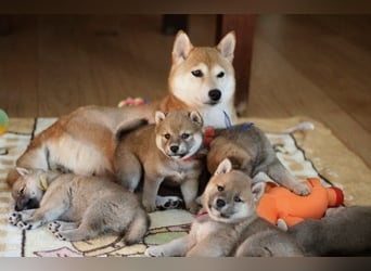 Wunderschöne Shiba-Inu-Welpen mit rotem Fell