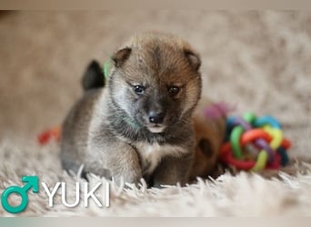 Wunderschöne Shiba-Inu-Welpen mit rotem Fell