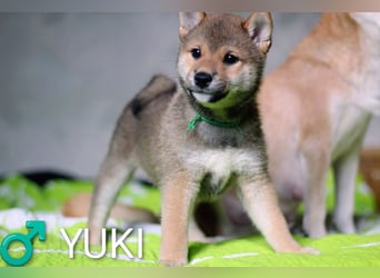Wunderschöne Shiba-Inu-Welpen mit rotem Fell