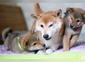 Wunderschöne Shiba-Inu-Welpen mit rotem Fell