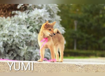 Wunderschöne Shiba-Inu-Welpen mit rotem Fell