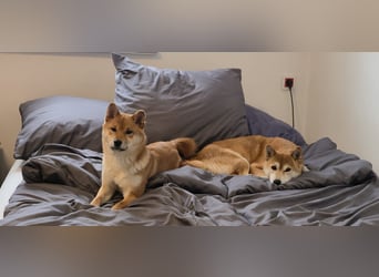 AMANE SHIBA INU WELPE mit FCI dokumenten