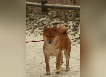 AMANE SHIBA INU WELPE mit FCI dokumenten