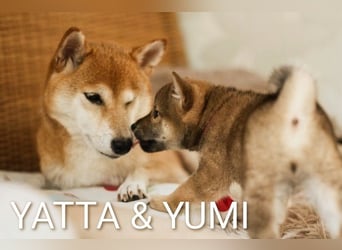 Wunderschöne Shiba-Inu-Welpen mit rotem Fell