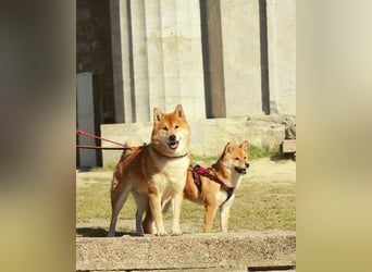 AMANE hübsche Hündin der Rasse SHIBA INU mit rotem Fell mit FCI dokumenten