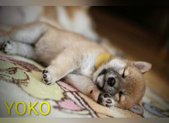 Wunderschöne Shiba-Inu-Welpen mit rotem Fell