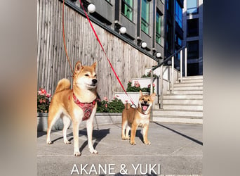 Wunderschöne Shiba-Inu-Welpen mit rotem Fell