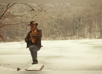 AMANE SHIBA INU WELPE mit FCI dokumenten