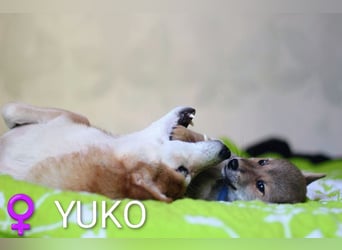 Wunderschöne Shiba-Inu-Welpen mit rotem Fell