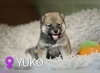 Wunderschöne Shiba-Inu-Welpen mit rotem Fell