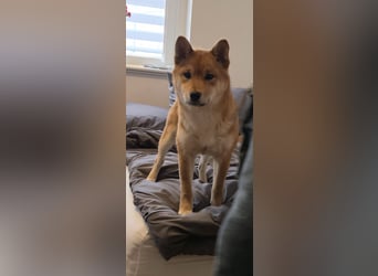 AMANE SHIBA INU WELPE mit FCI dokumenten