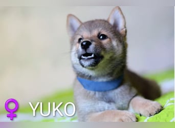 Wunderschöne Shiba-Inu-Welpen mit rotem Fell
