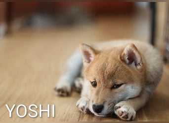 Wunderschöne Shiba-Inu-Welpen mit rotem Fell