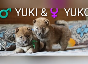 Wunderschöne Shiba-Inu-Welpen mit rotem Fell