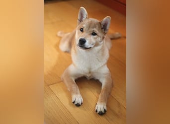 MEI Schöne rote Shiba inu Welpe   mit FCI dokumenten