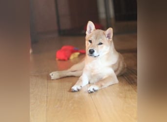 MEI Schöne rote Shiba inu Welpe   mit FCI dokumenten