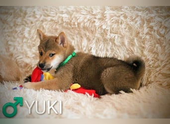 Wunderschöne Shiba-Inu-Welpen mit rotem Fell