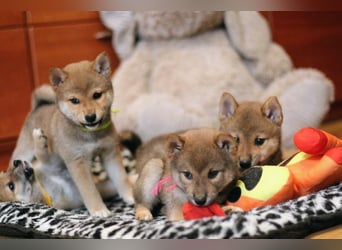 Wunderschöne Shiba-Inu-Welpen mit rotem Fell