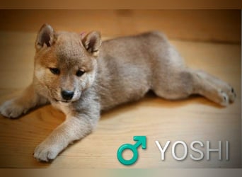 Wunderschöne Shiba-Inu-Welpen mit rotem Fell