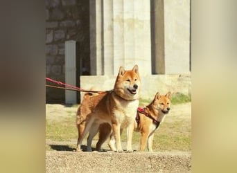 AMANE hübsche Hündin der Rasse SHIBA INU mit rotem Fell mit FCI dokumenten