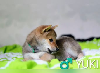 Wunderschöne Shiba-Inu-Welpen mit rotem Fell