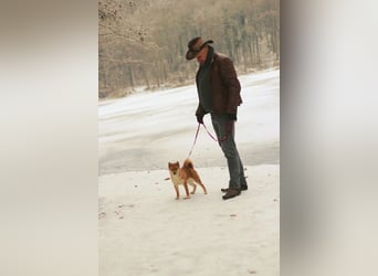 AMANE SHIBA INU WELPE mit FCI dokumenten